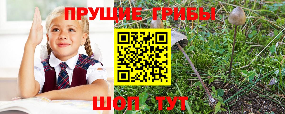 Галлюциногенные грибы Psilocybe Бугульма
